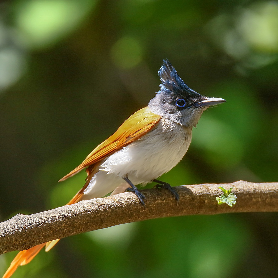 Birds of GilgitBaltistan Asian ParadiseFlycatcher